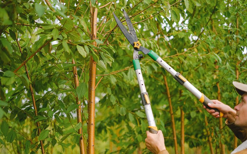 Tree trimming in Fort Wainwright, AK